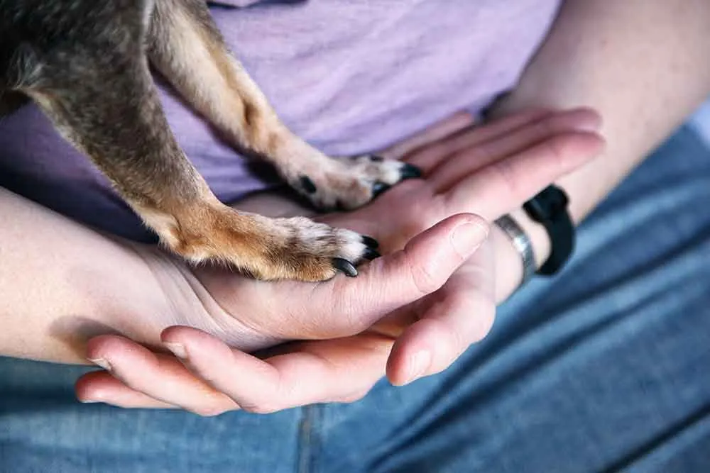 A small dog at home