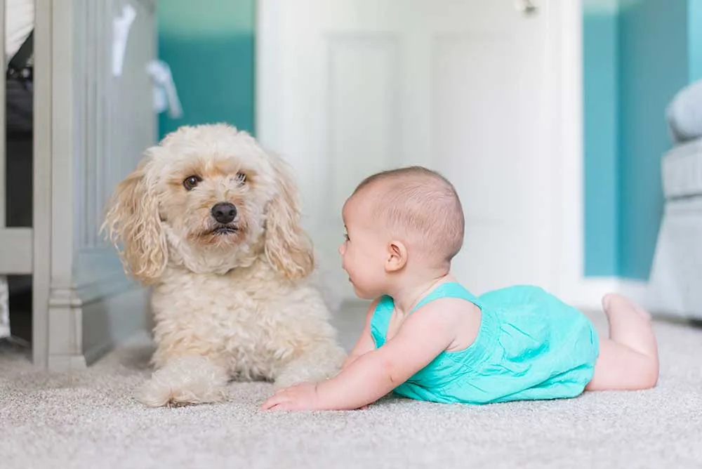 Small dog sitting calmly beside packed moving boxes while owner considers safe rehoming options