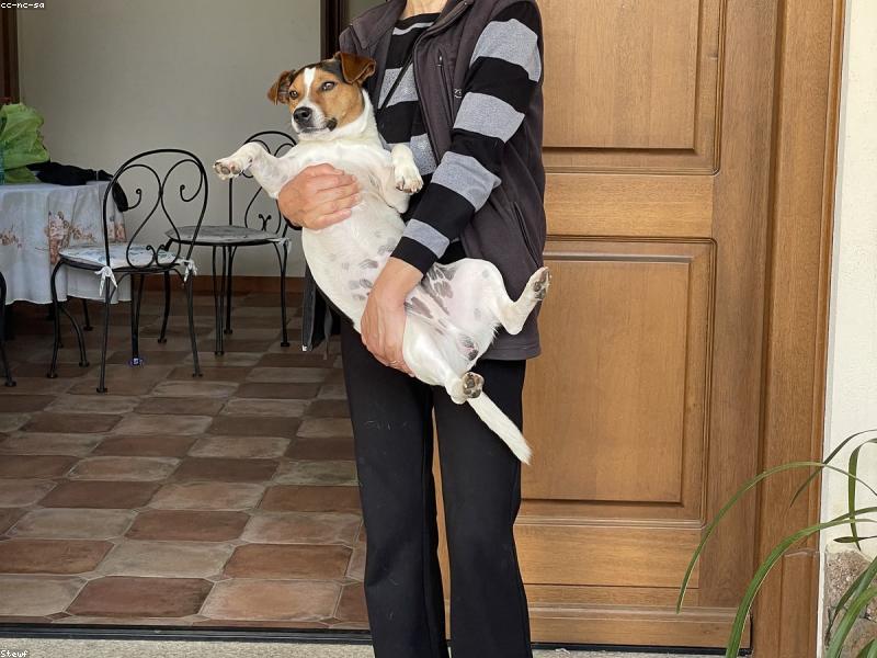 Jack Russell Terrier rescue breed guide — Small Dog Rescue South Africa
