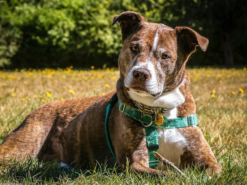 Small Mixed Breed rescue breed guide — Small Dog Rescue South Africa