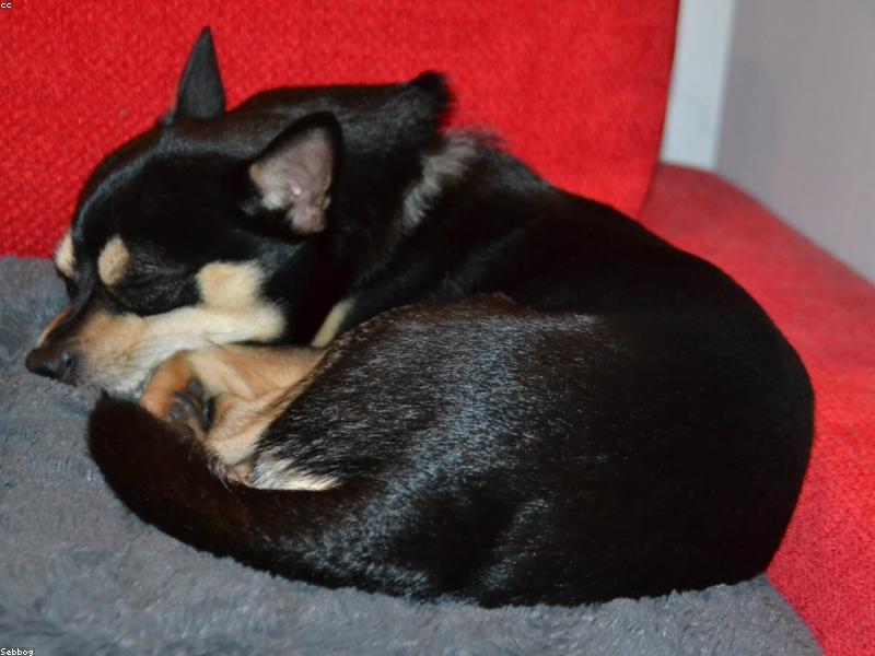 Pomeranian rescue breed guide — Small Dog Rescue South Africa