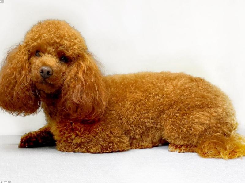 Toy Poodle rescue breed guide — Small Dog Rescue South Africa